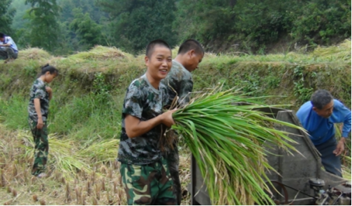 生活體驗(yàn)之感受生活，收割稻
